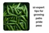 10 Expert Tips for Growing Patio Pride Peas Indoors - Post Thumbnail