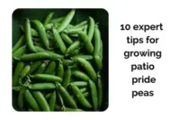 10 Expert Tips for Growing Patio Pride Peas Indoors