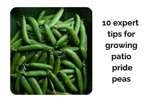 10 Expert Tips for Growing Patio Pride Peas Indoors