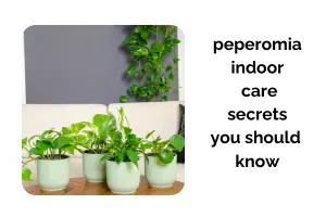 Peperomia Indoor Care Secrets Every Plant Lover Should Know