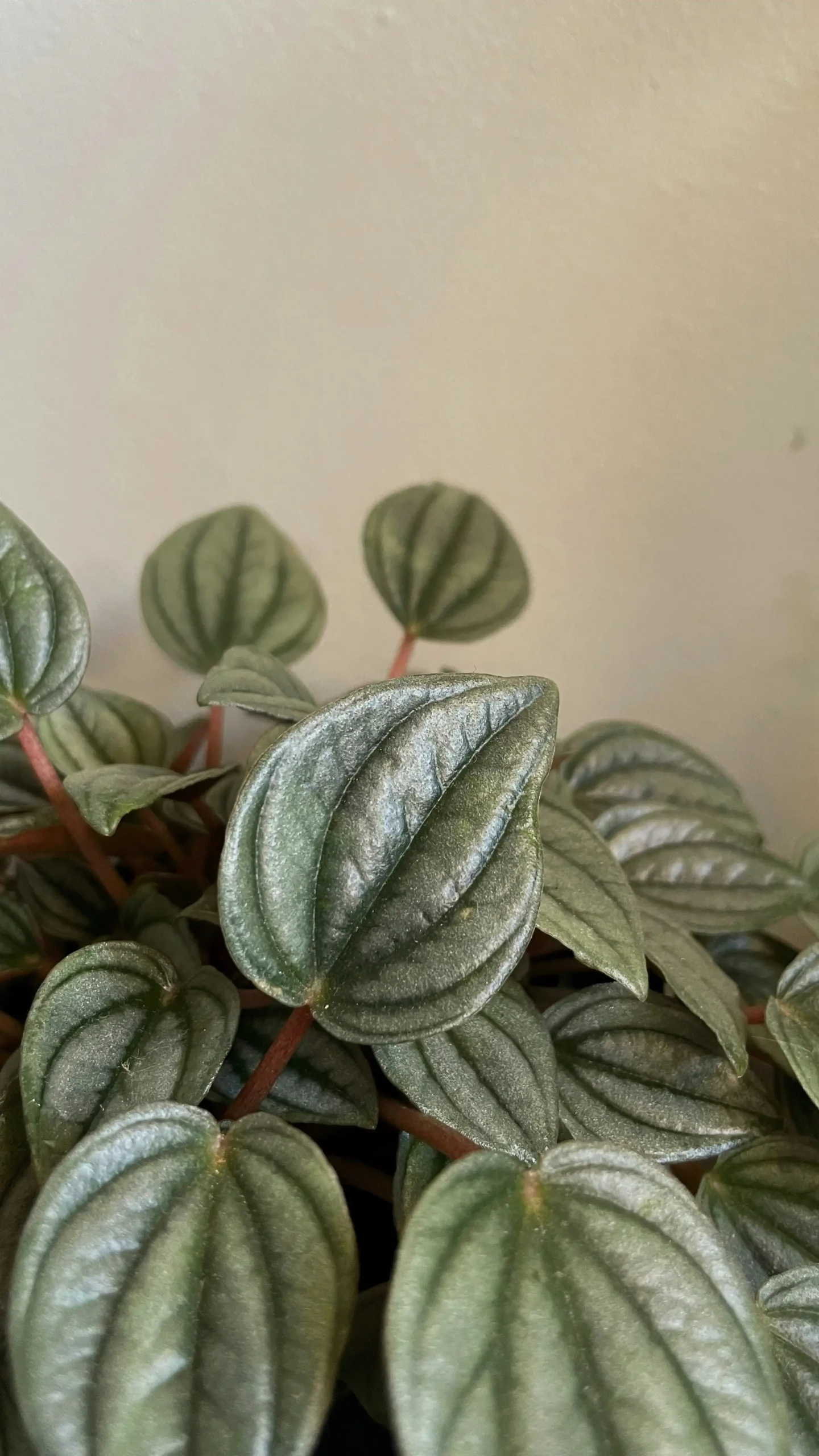 peperomia