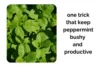 The One Trick That Keeps Peppermint Bushy and Productive Indoors - Post Thumbnail