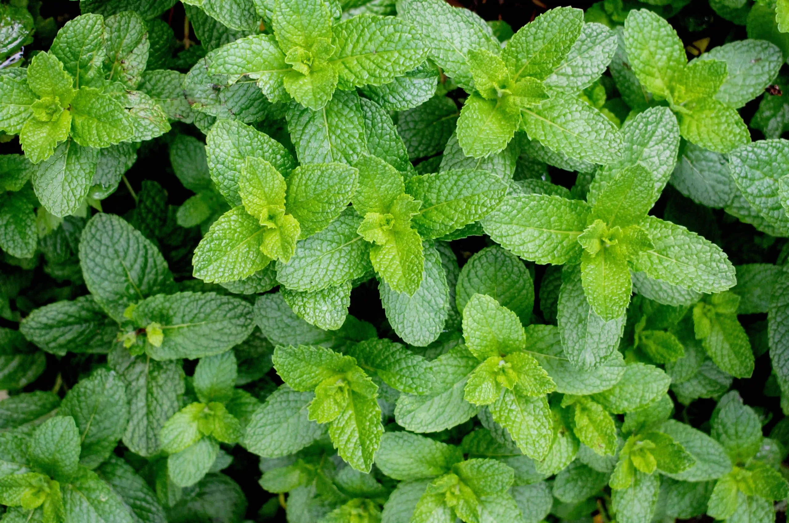 peppermint