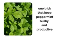 The One Trick That Keeps Peppermint Bushy and Productive Indoors