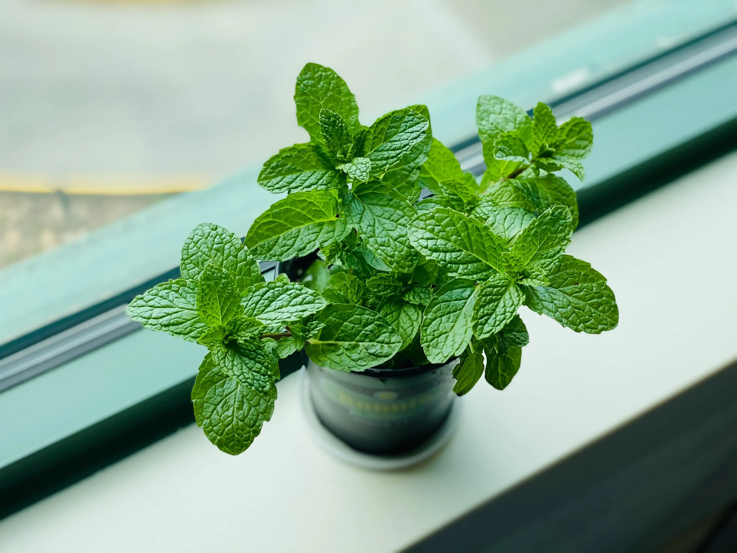 peppermint