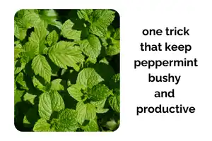 The One Trick That Keeps Peppermint Bushy and Productive Indoors