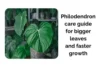 Philodendron Care Guide for Bigger Leaves and Faster Growth - Post Thumbnail