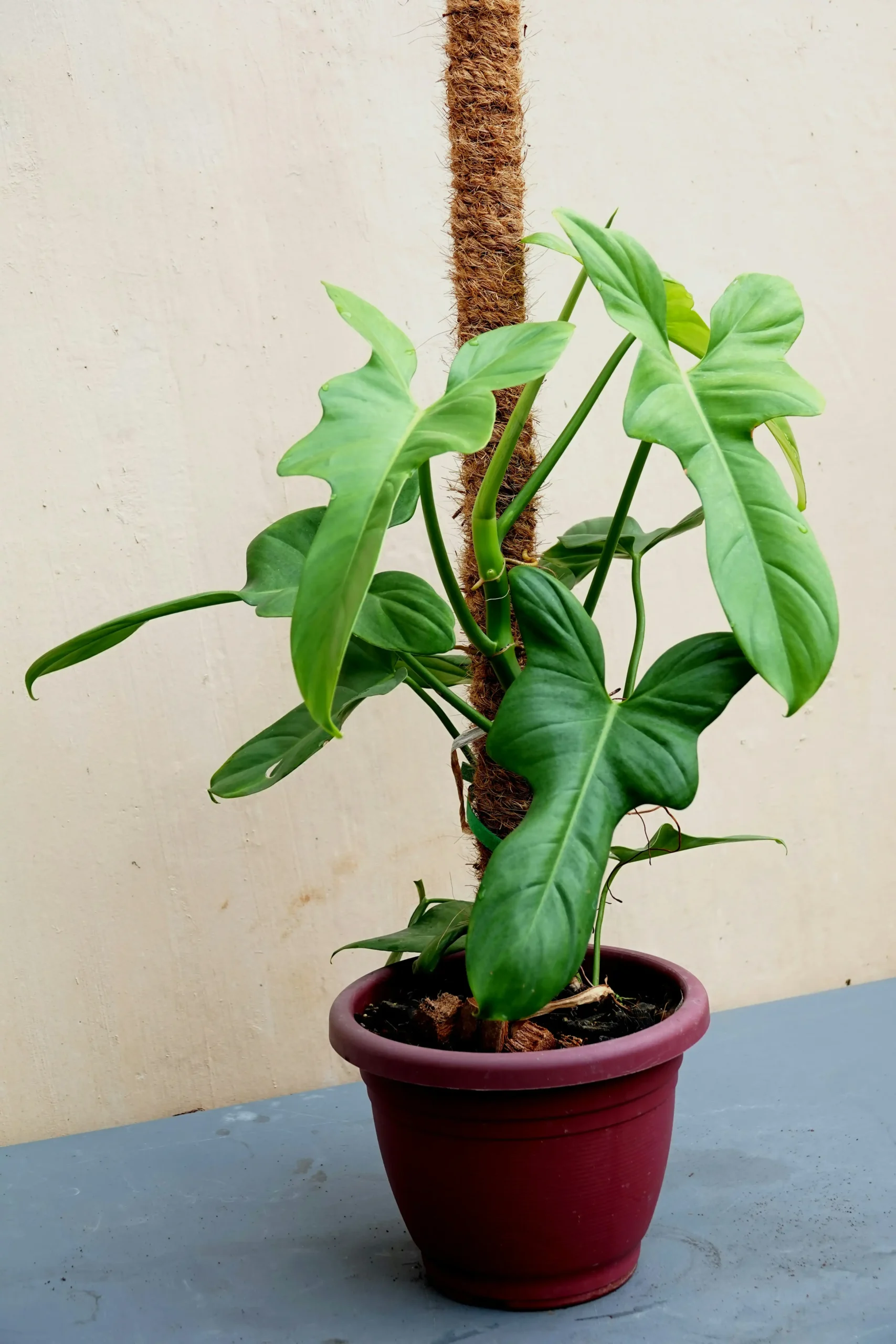 philodendron 