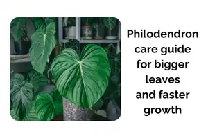 Philodendron Care Guide for Bigger Leaves and Faster Growth