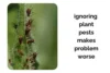 Why Ignoring Indoor Plant Pests Makes the Problem Worse - Post Thumbnail