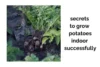 15 Secrets to Growing Potatoes Indoors Successfully - Post Thumbnail