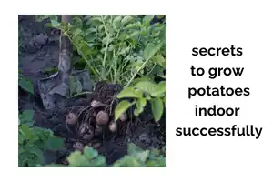 15 Secrets to Growing Potatoes Indoors Successfully