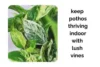 How to Keep Pothos Thriving Indoors With Lush Vines and Strong Roots - Post Thumbnail