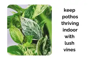 How to Keep Pothos Thriving Indoors With Lush Vines and Strong Roots