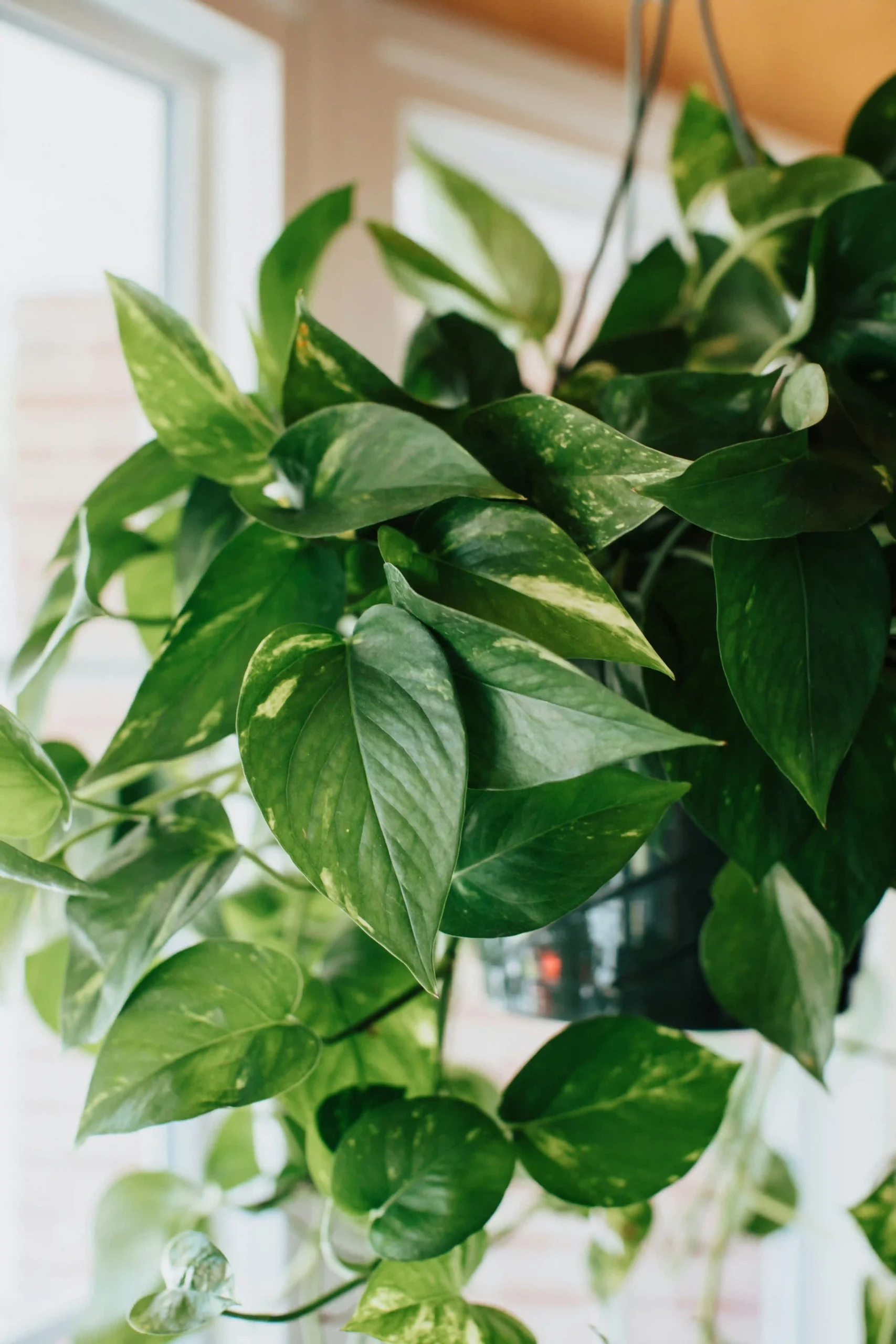 pothos