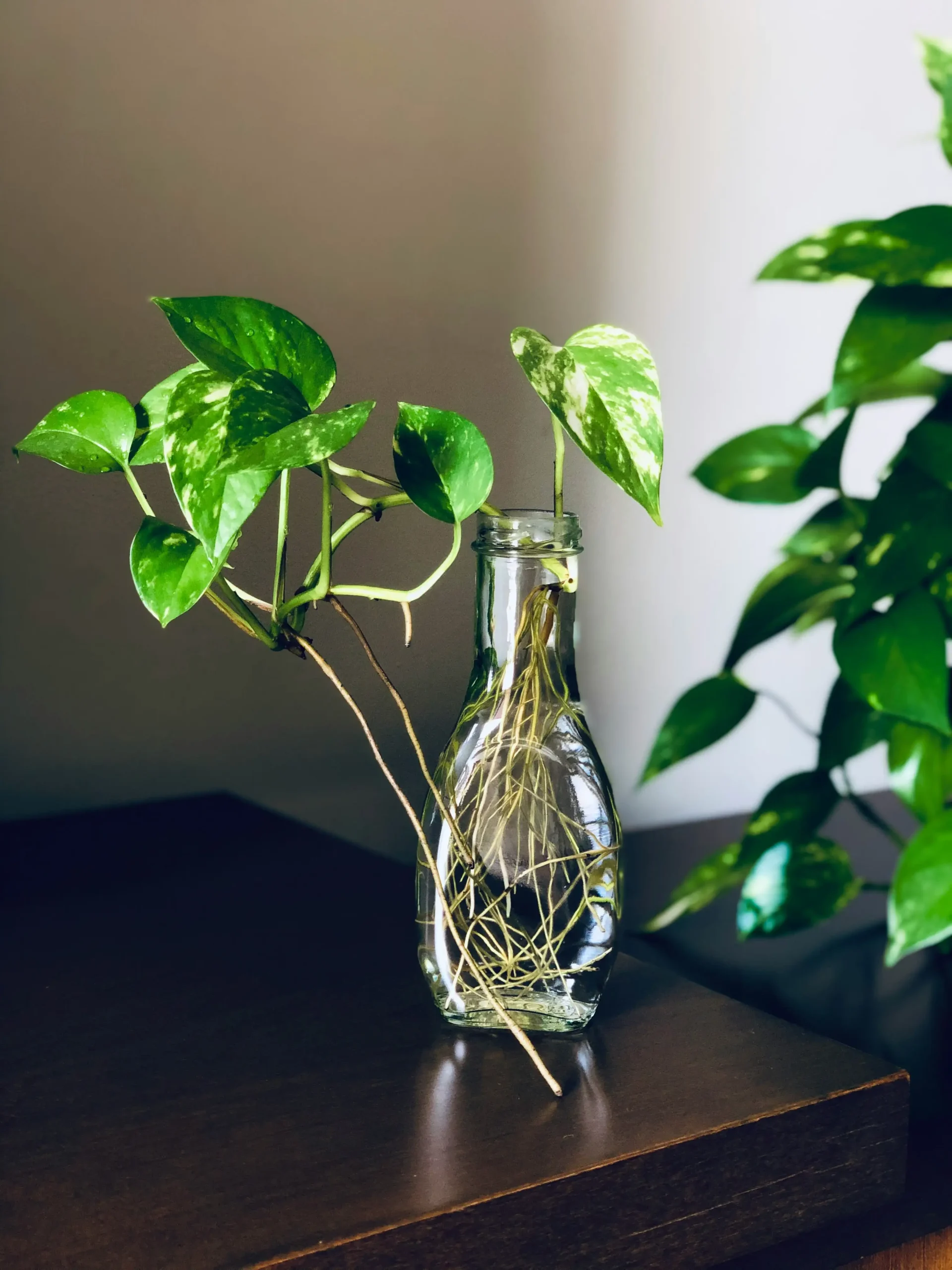 pothos growing in water