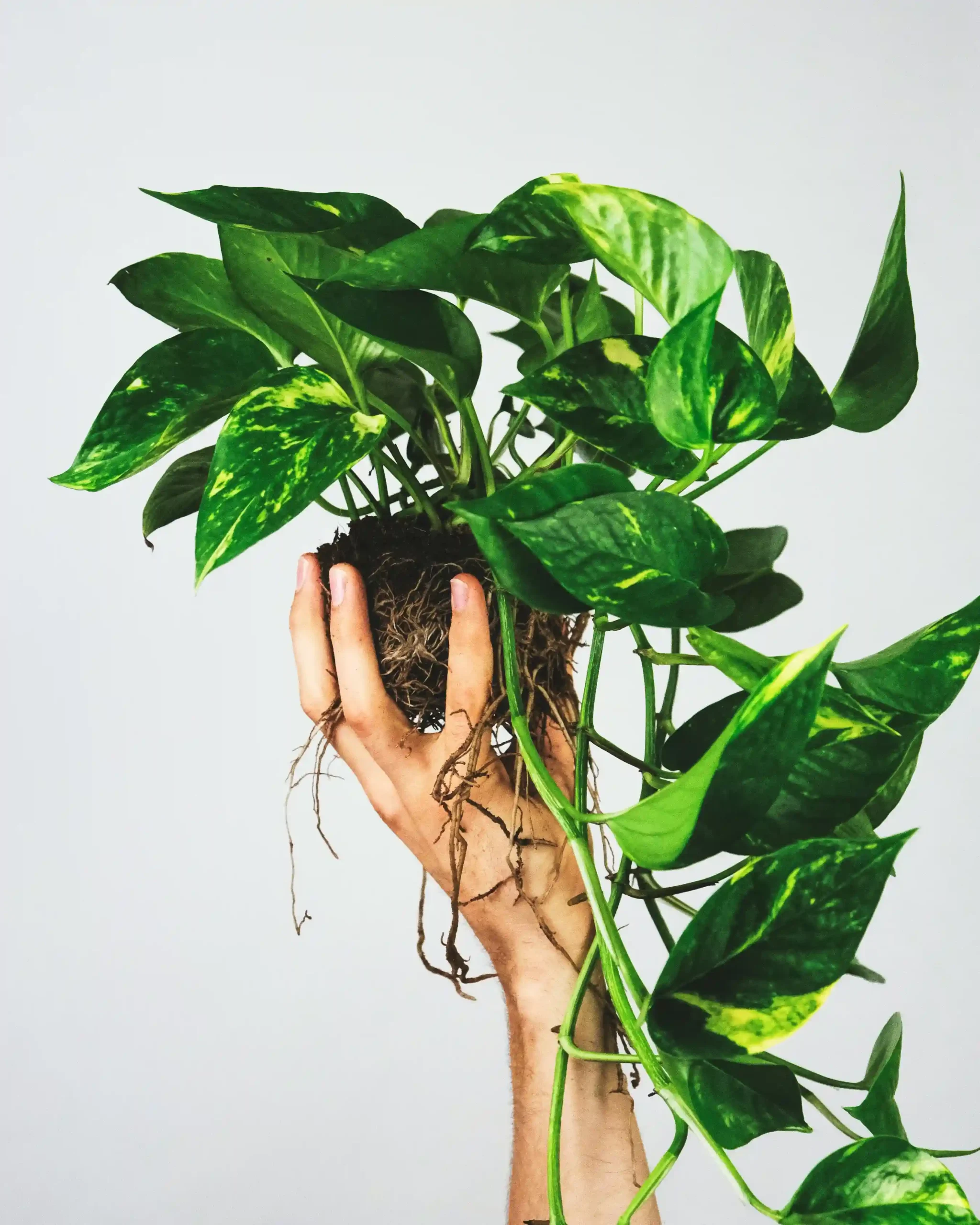 pothos