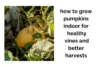 How to Grow Pumpkins Indoors for Healthy Vines and Better Harvests - Post Thumbnail