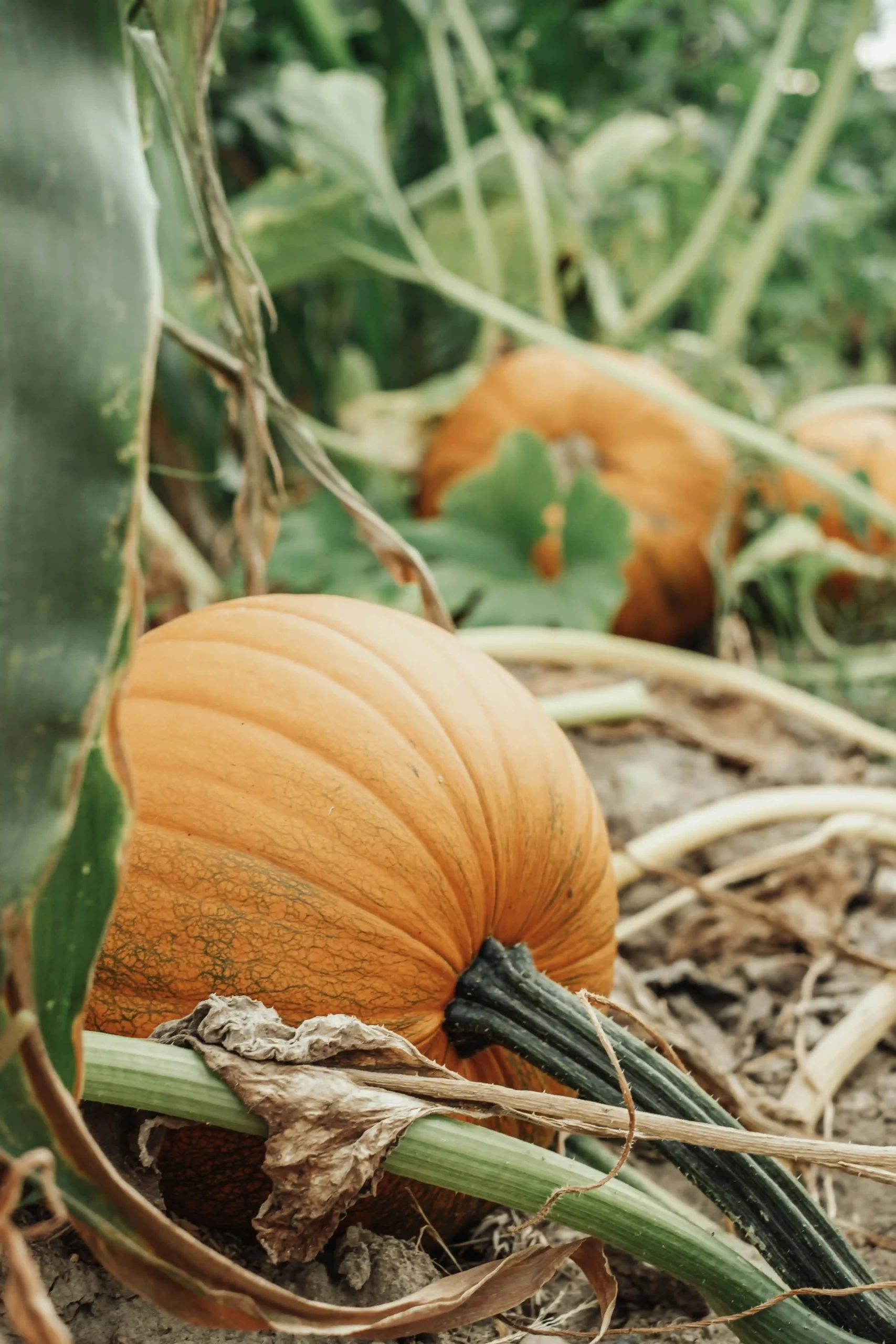 pumpkin