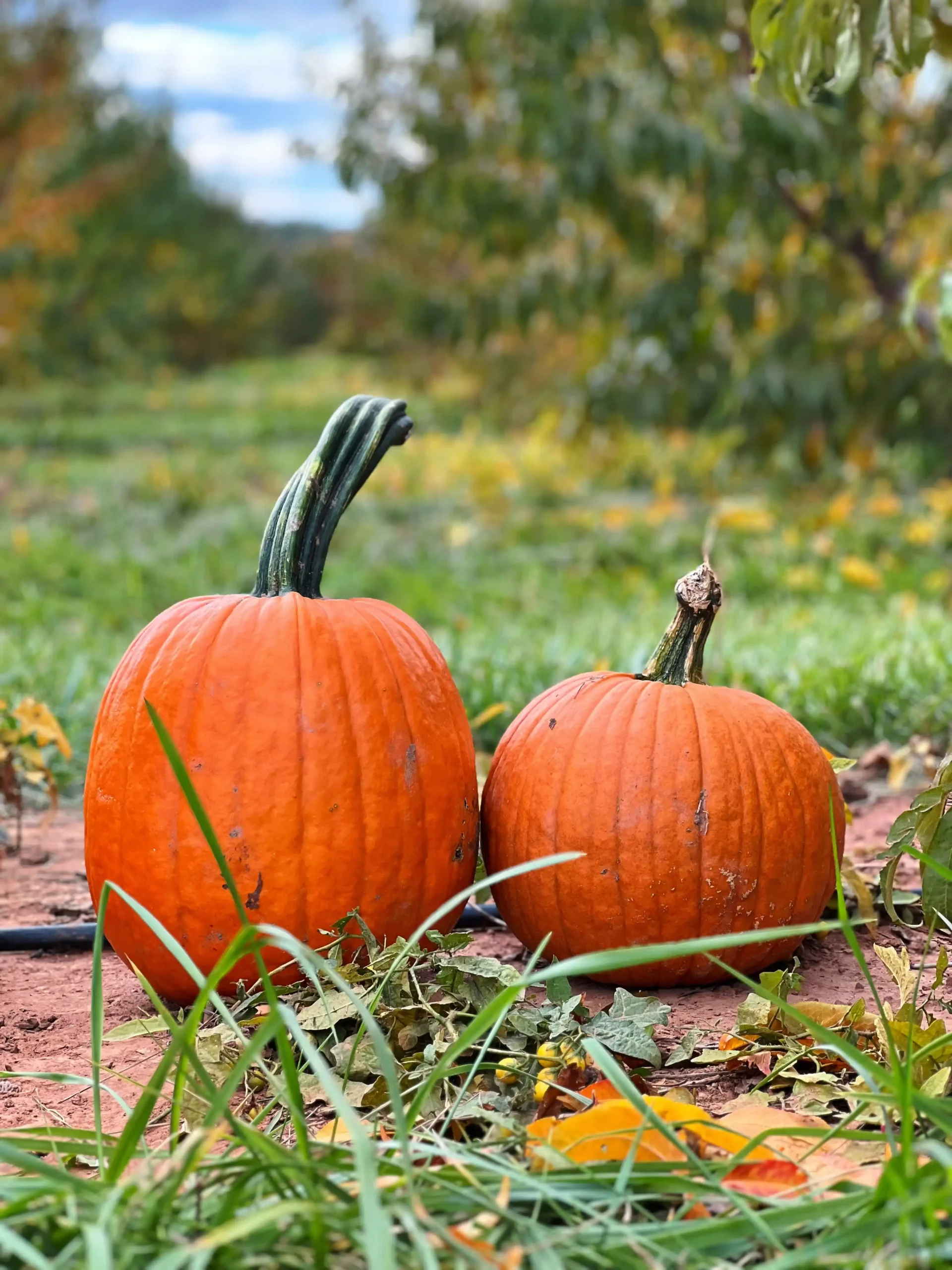 pumpkin