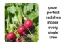 How to Get Perfect Radishes Indoors Every Single Time - Post Thumbnail