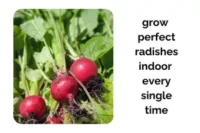 How to Get Perfect Radishes Indoors Every Single Time