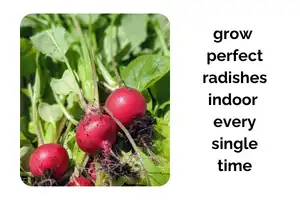 How to Get Perfect Radishes Indoors Every Single Time