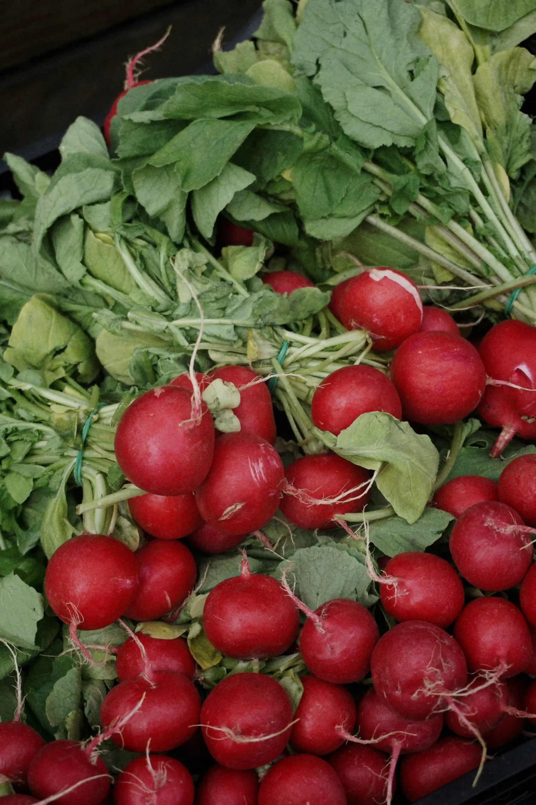 radishes 