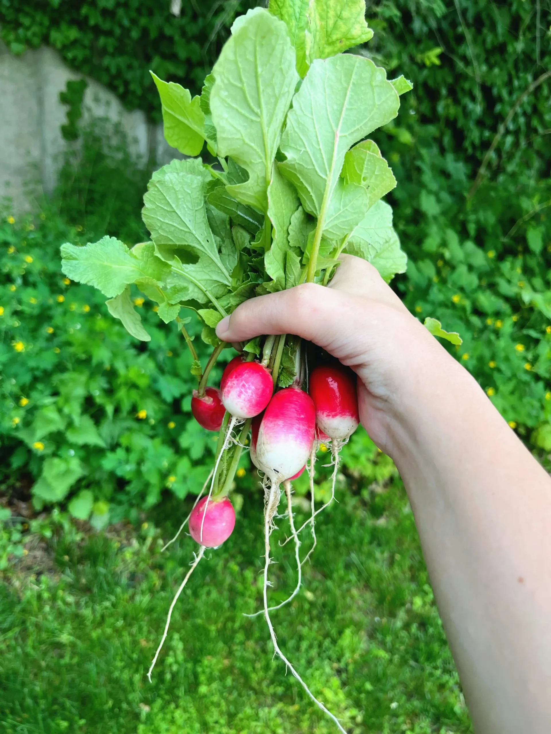 radishes 