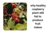 Why Healthy Indoor Raspberry Plants Still Fail to Produce Fruit - Post Thumbnail
