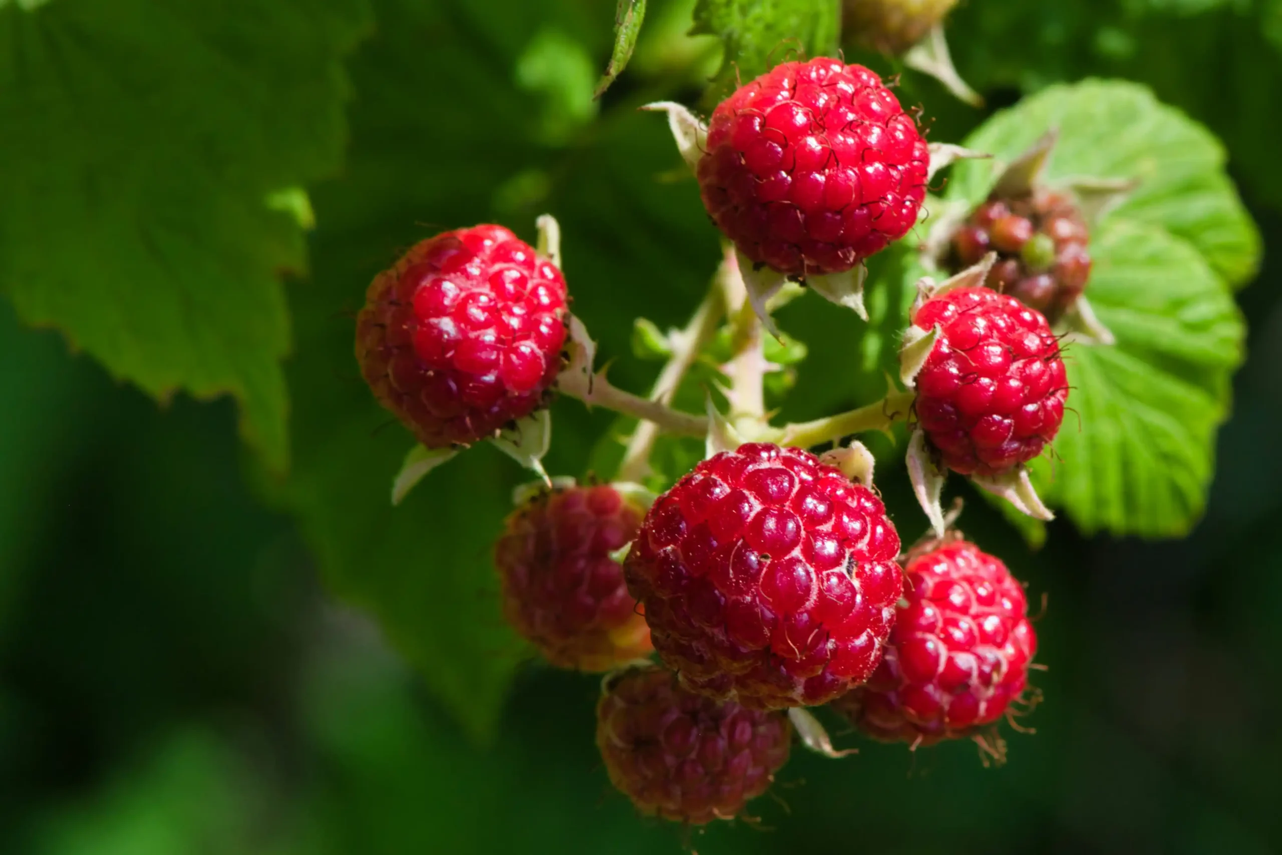 raspberry