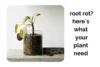 Root Rot Problems? Here’s What Your Plants Need - Post Thumbnail