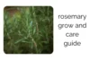 How to Grow and Care for Rosemary at Home: The Complete Guide - Post Thumbnail