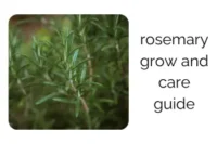 How to Grow and Care for Rosemary at Home: The Complete Guide
