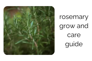 How to Grow and Care for Rosemary at Home: The Complete Guide
