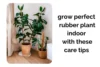Grow a Perfect Rubber Plant Indoors with These Simple Care Tips - Post Thumbnail