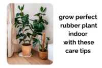 Grow a Perfect Rubber Plant Indoors with These Simple Care Tips