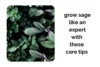 Grow Sage Indoors Like an Expert With These Simple Care Tips - Post Thumbnail