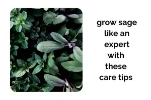 Grow Sage Indoors Like an Expert With These Simple Care Tips