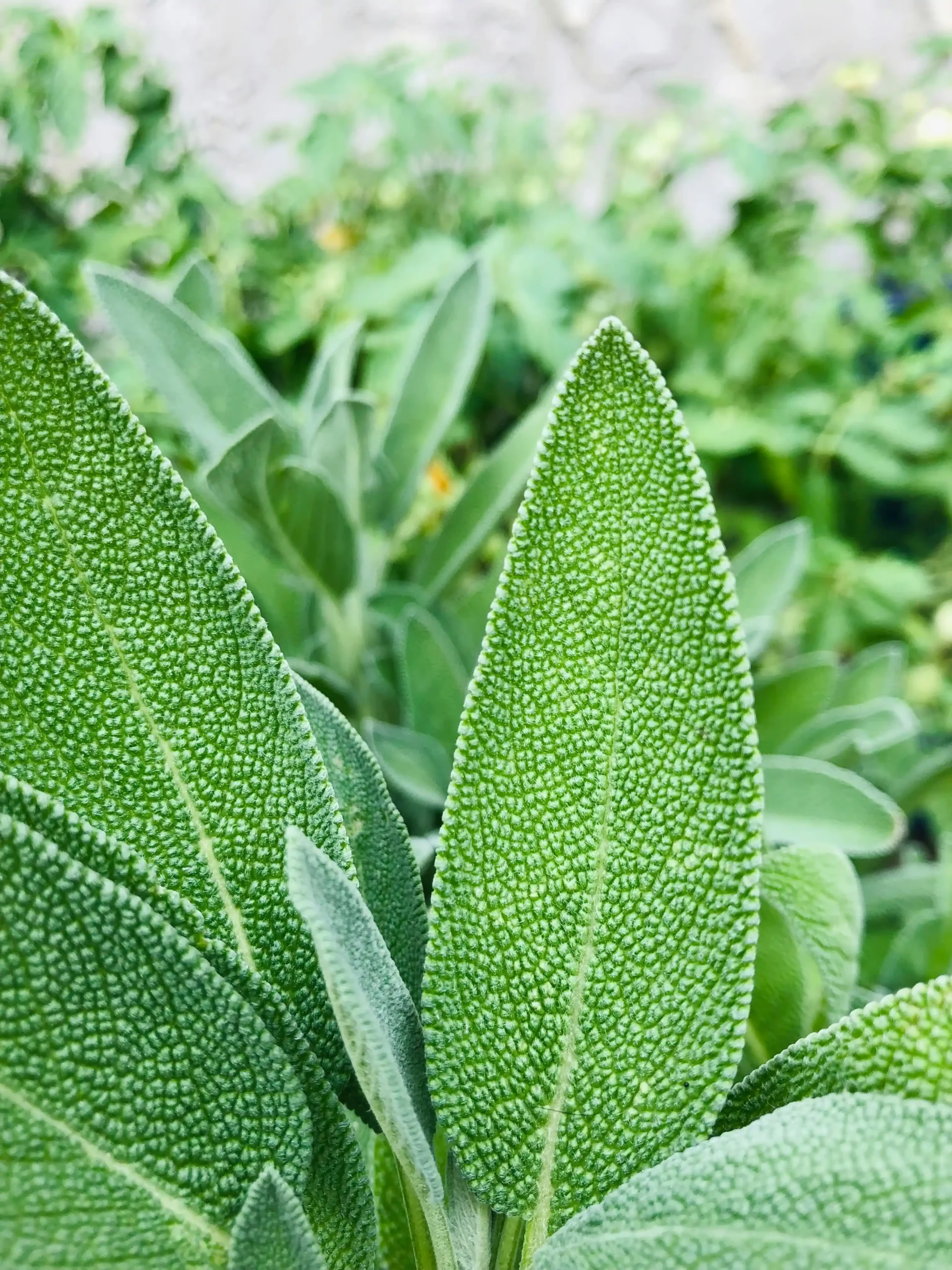 sage