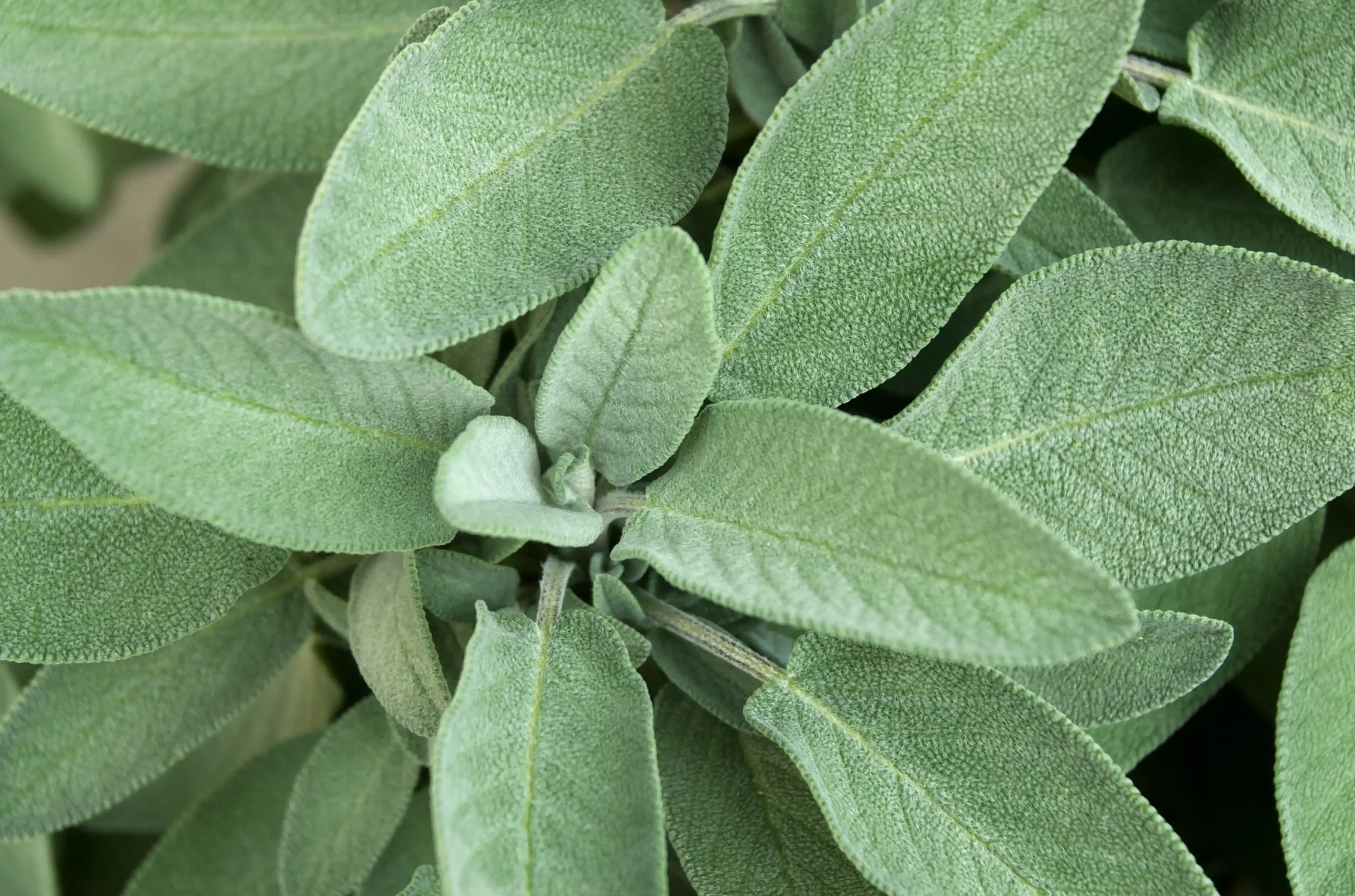 sage