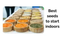 Best seeds to Start Indoors