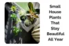 Small House Plants That Stay Beautiful All Year - Post Thumbnail