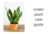 Snake Plant Care Guide: How to Grow, Maintain & Keep It Healthy - Post Thumbnail