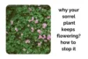 Why Your Sorrel Plant Keeps Flowering and How to Stop It - Post Thumbnail