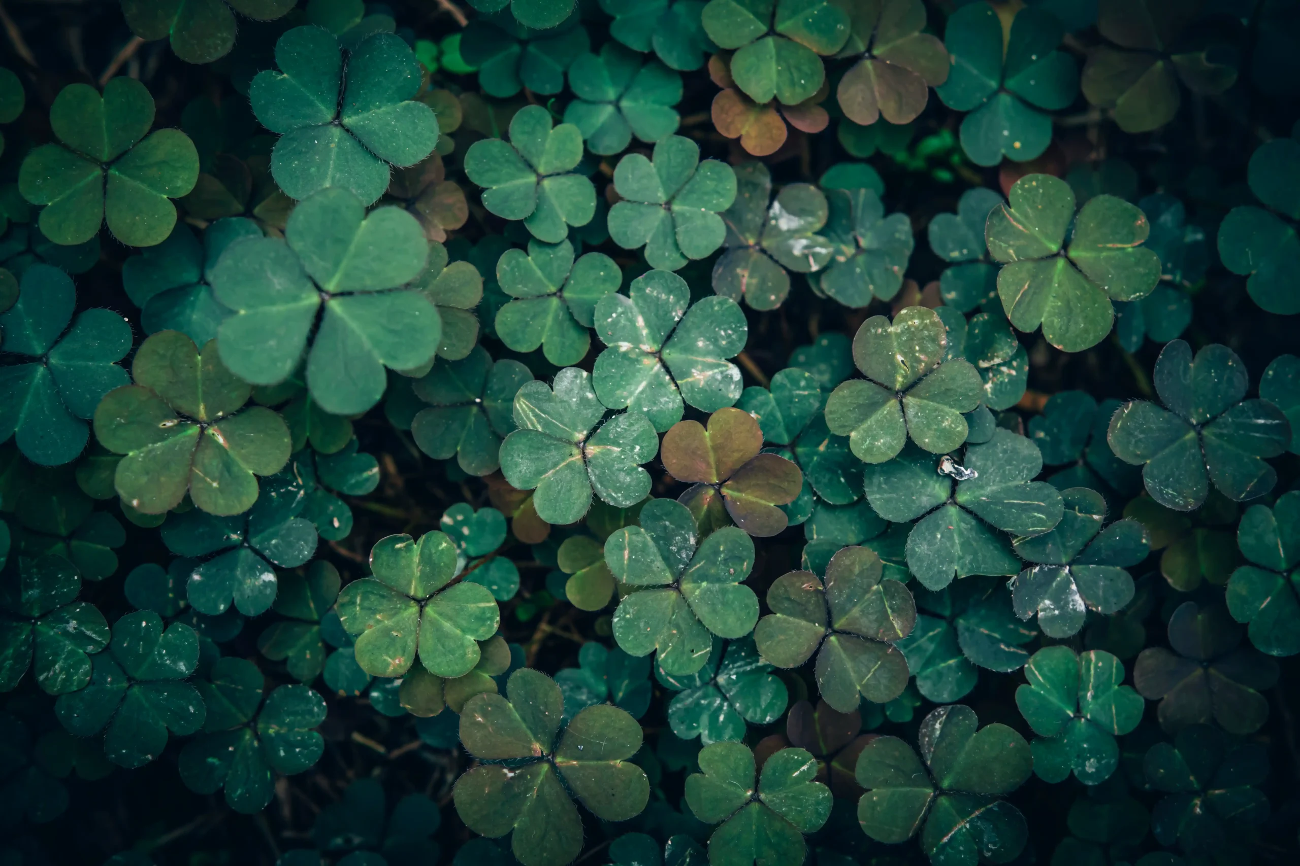 sorrel