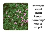 Why Your Sorrel Plant Keeps Flowering and How to Stop It