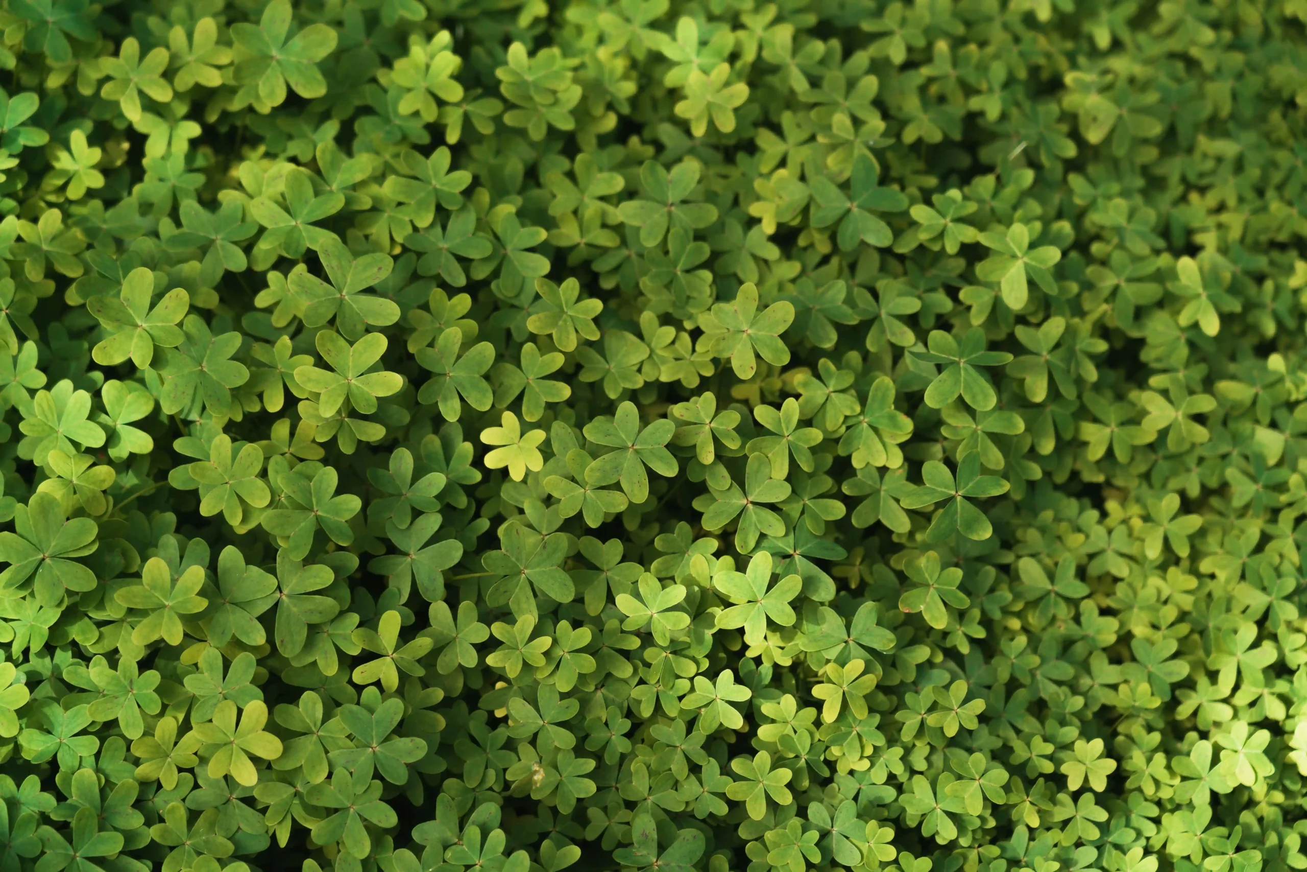 sorrel