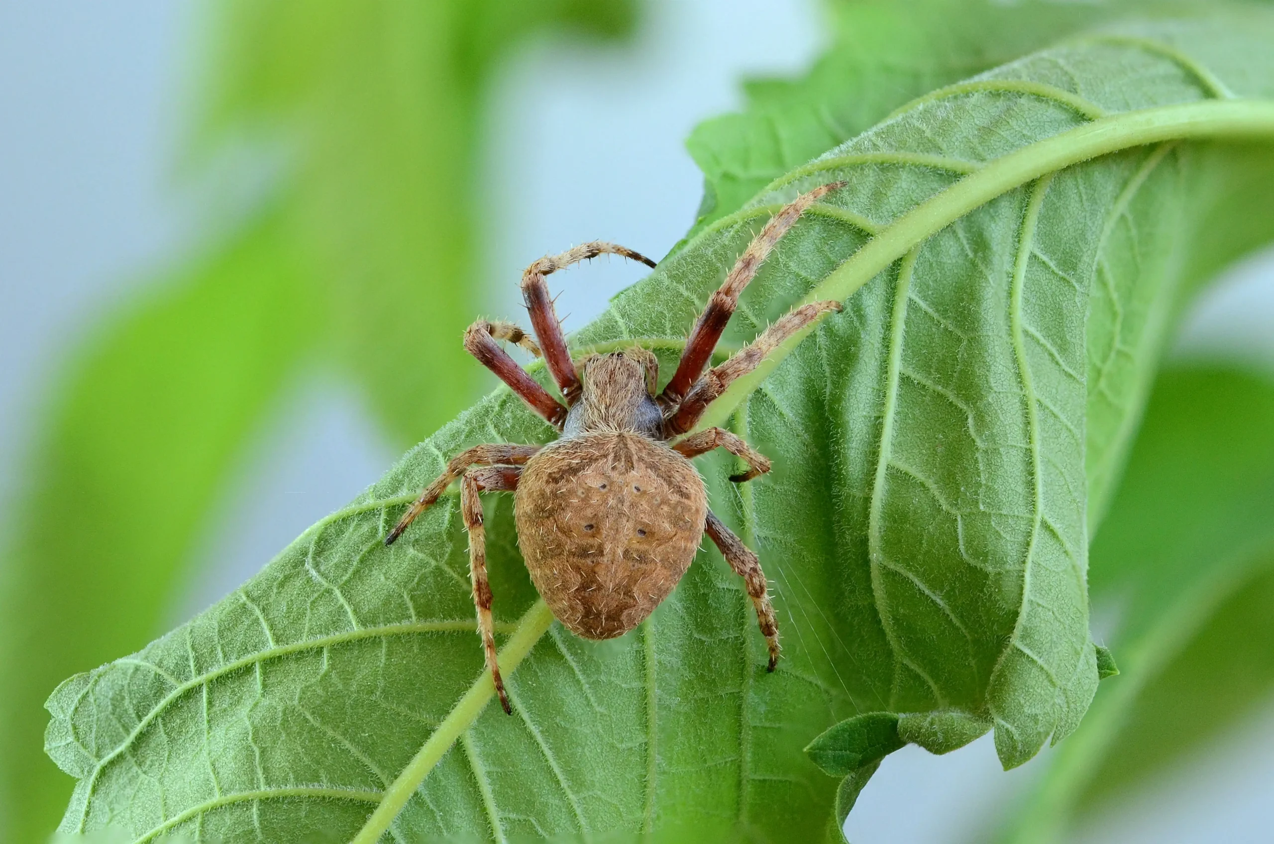 spider mites
