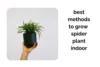 Grow Spider Plant Indoor: Best Methods for Strong Roots and Leaves - Post Thumbnail